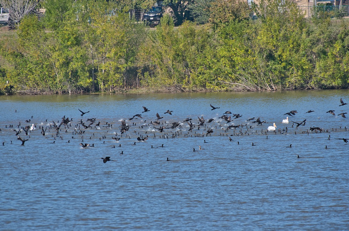 Neotropic Cormorant - ML646609808