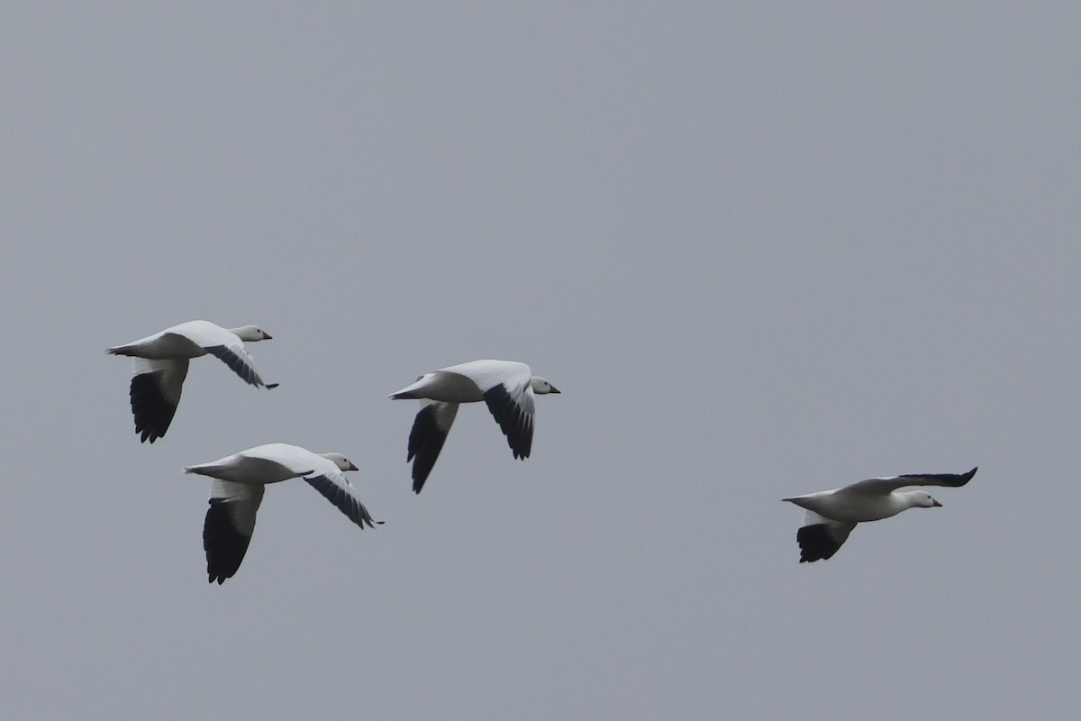 Ross's Goose - ML646609810