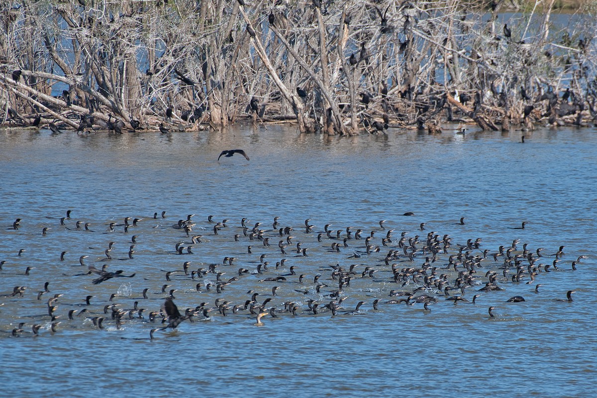 Neotropic Cormorant - ML646609811