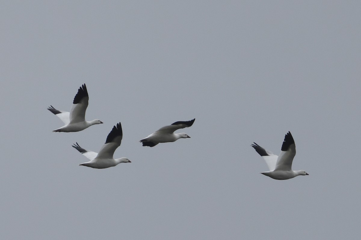 Ross's Goose - ML646609812