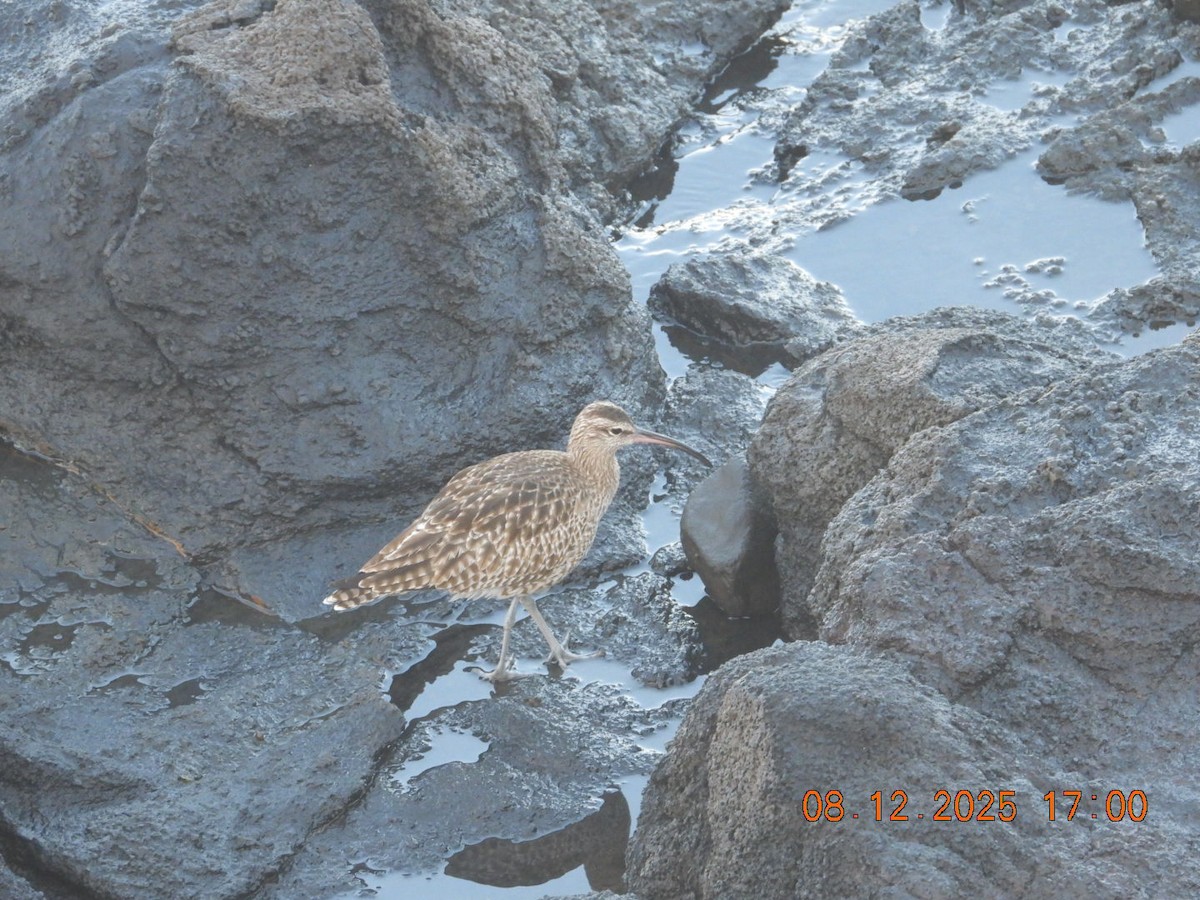 Eurasian Whimbrel - ML646609813