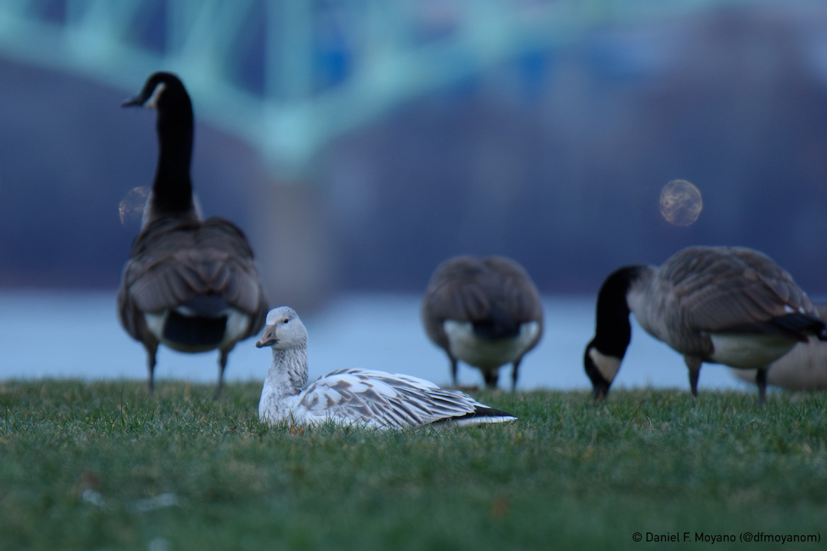 Snow Goose - ML646609814