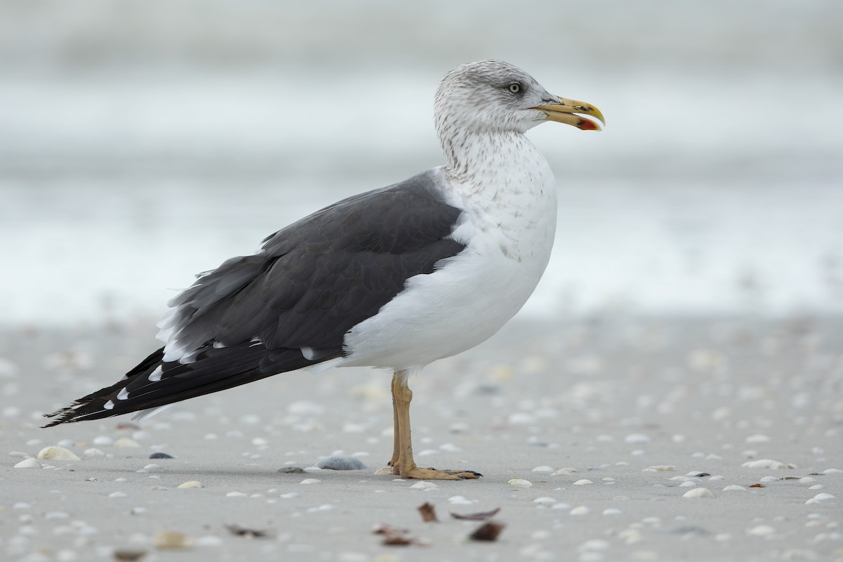 שחף שחור - ML646609816