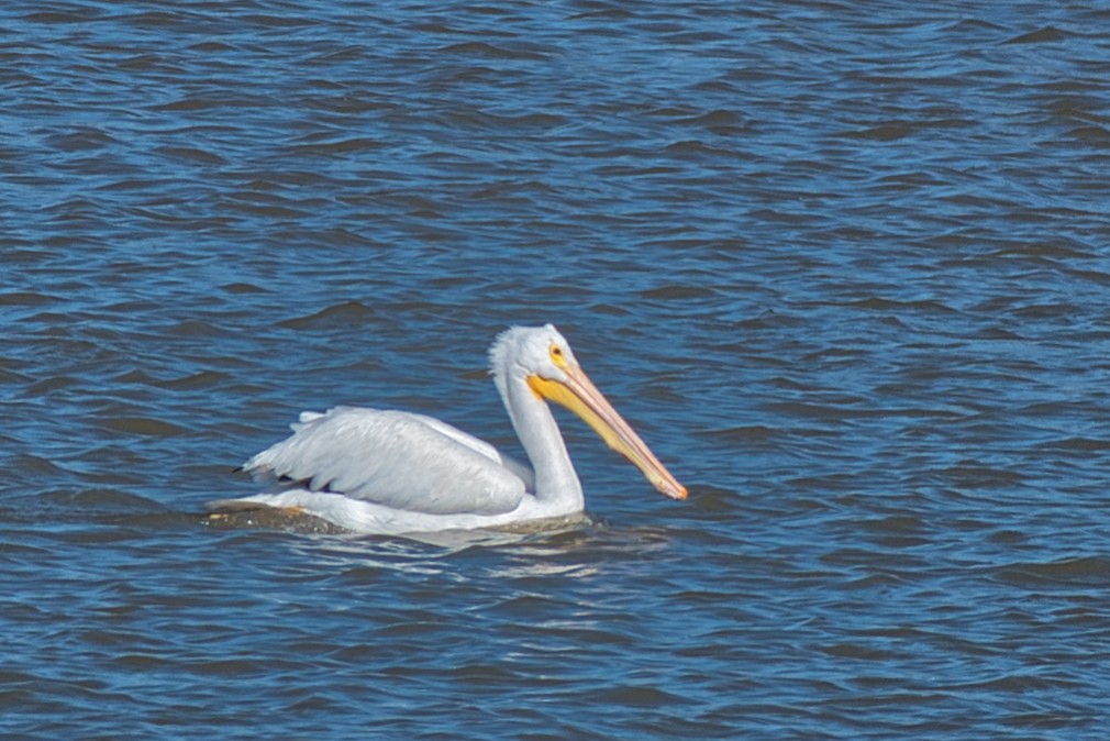 שקנאי אמריקני - ML646609819