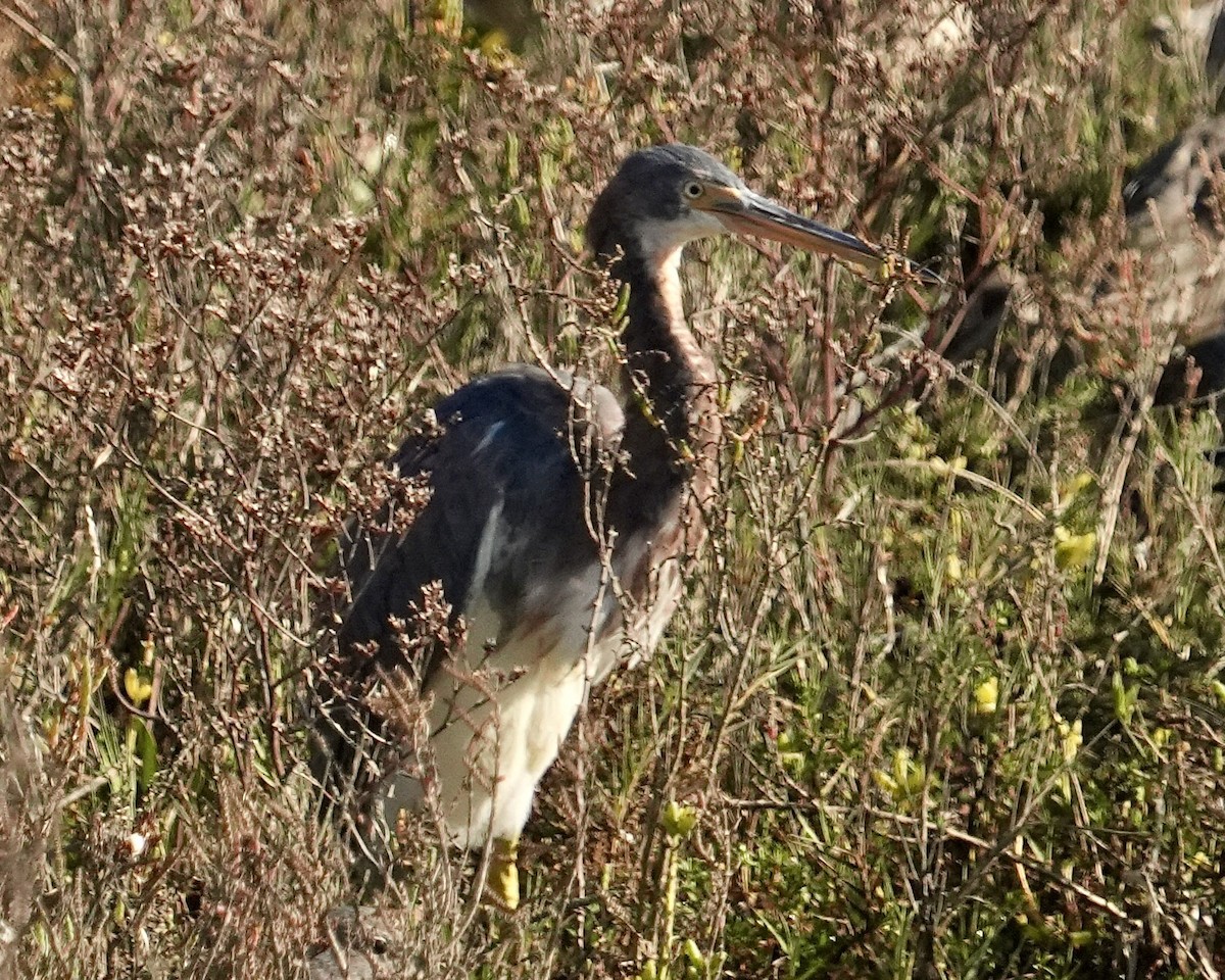 volavka tříbarvá - ML646609820