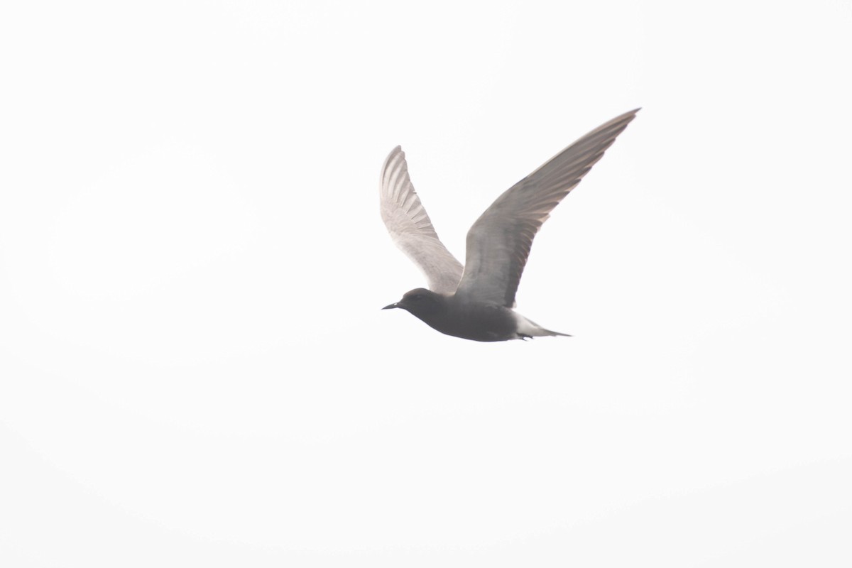 Хилэн хараалай - ML646609821