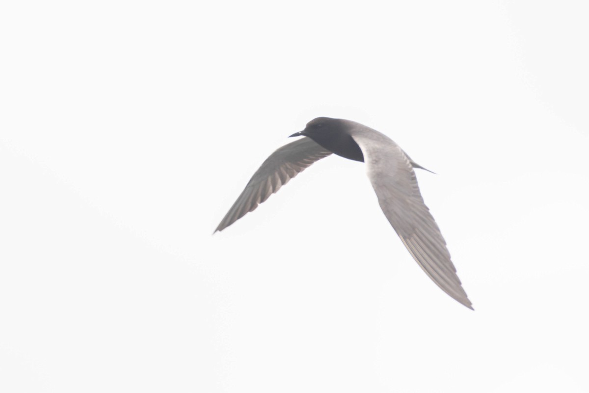 Хилэн хараалай - ML646609822