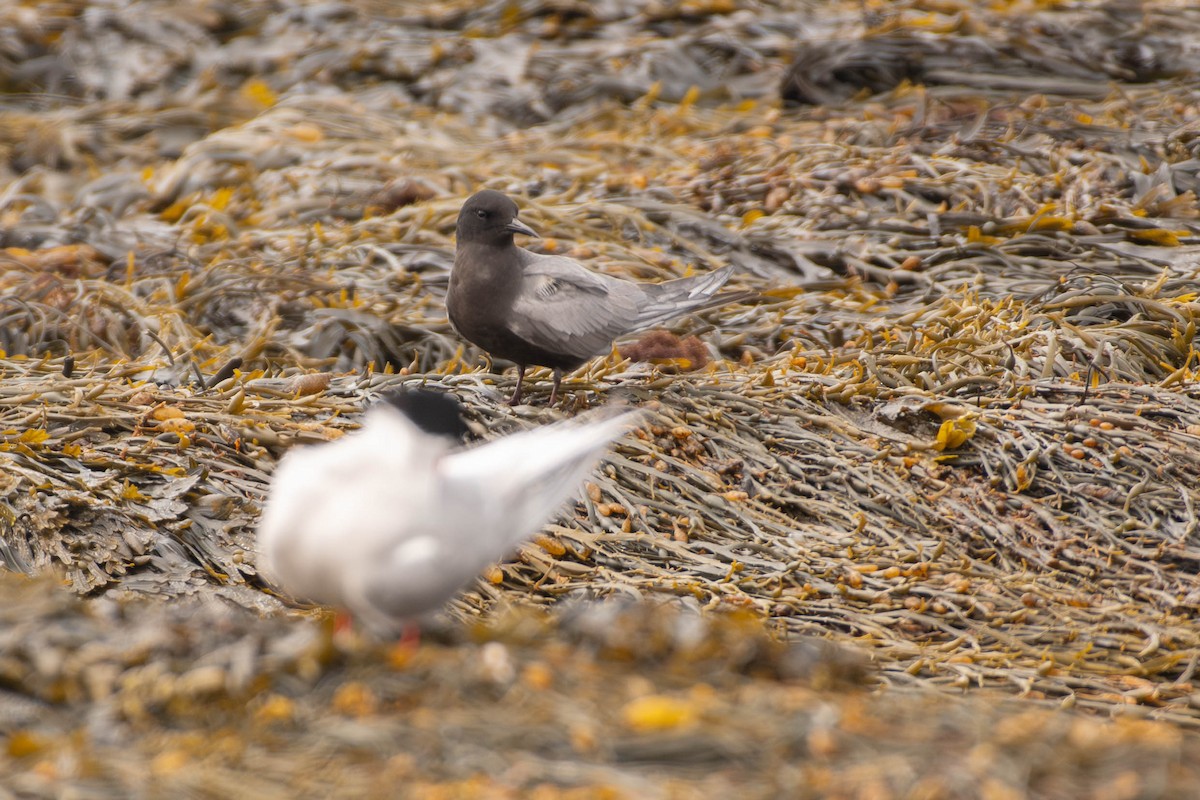 Хилэн хараалай - ML646609823