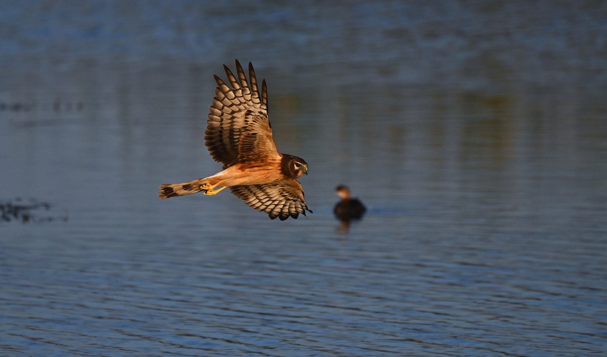 Northern Harrier - ML646609827