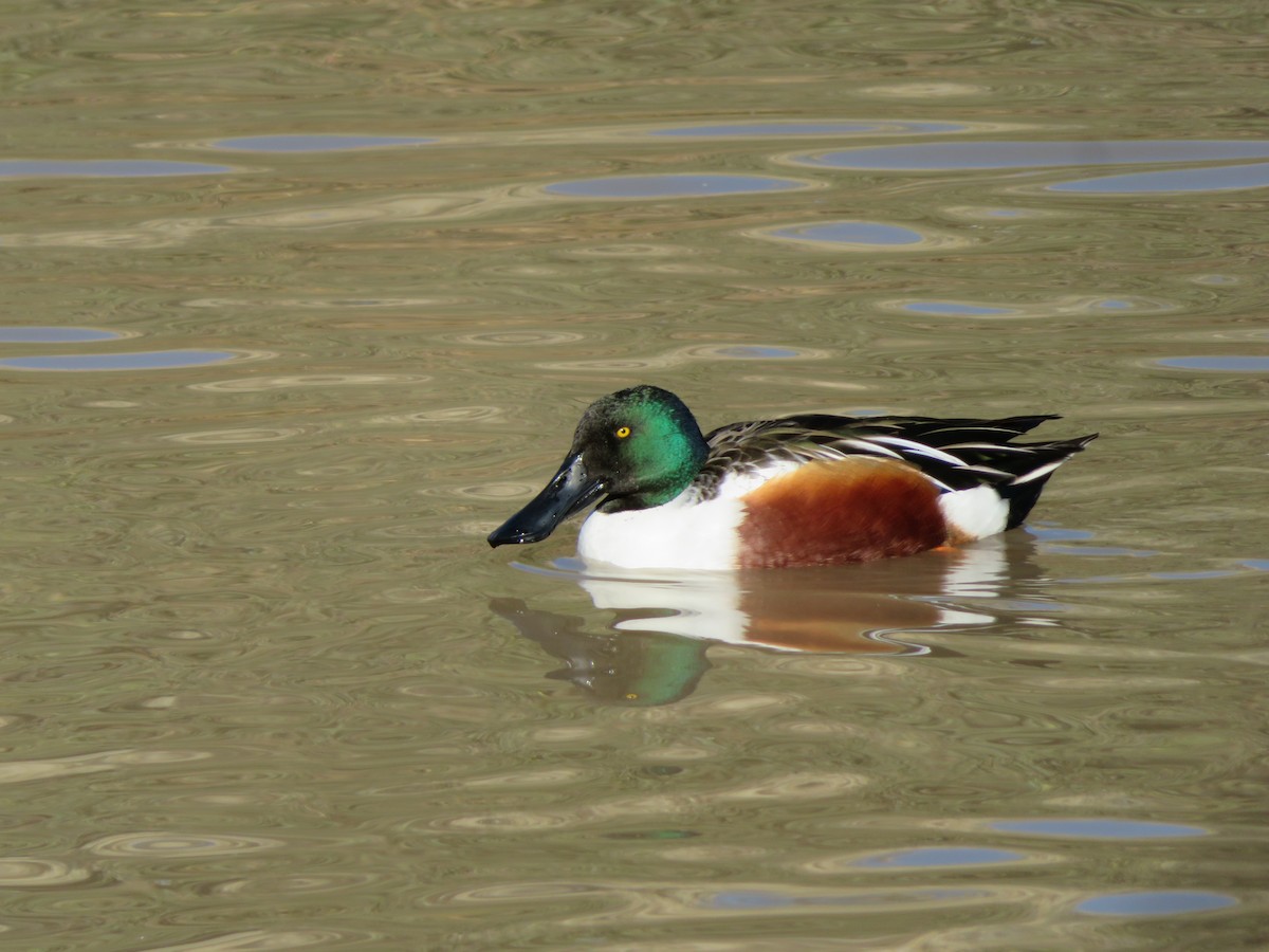 Northern Shoveler - ML646609830