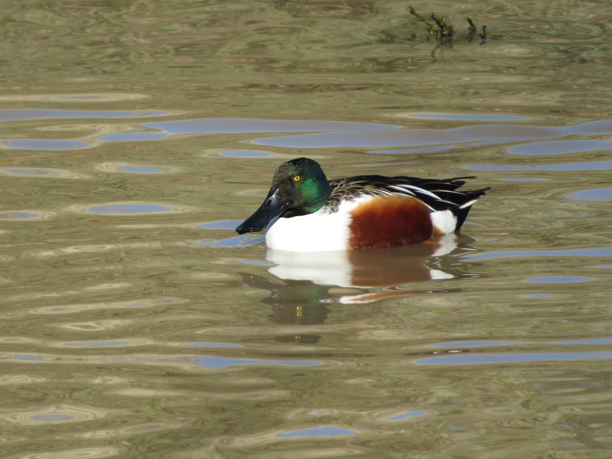Northern Shoveler - ML646609831
