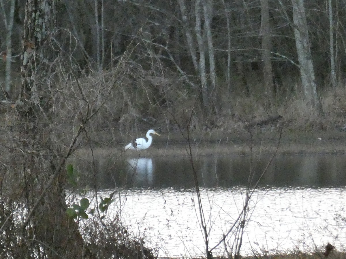 Great Egret - ML646609832