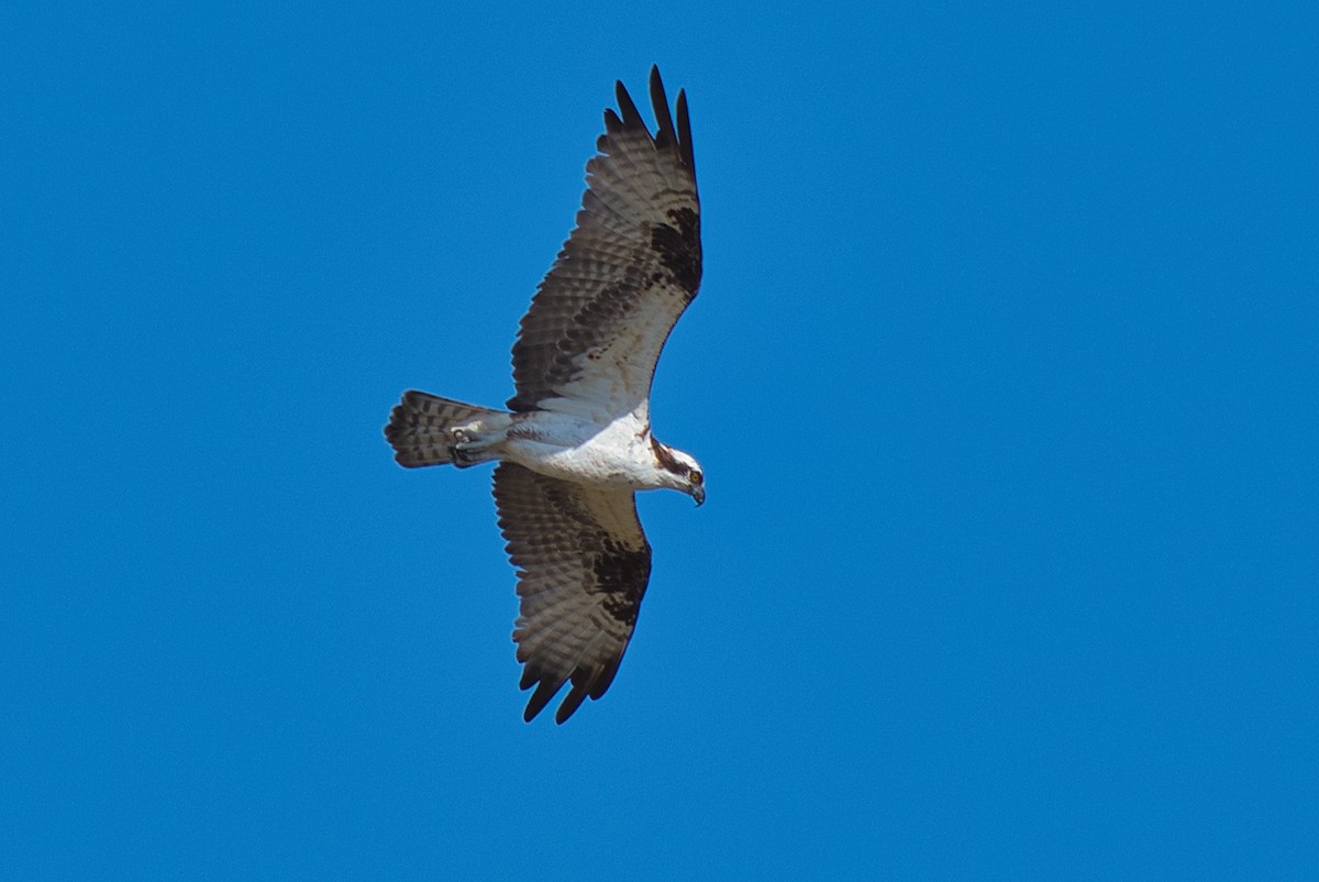 שלך - ML646609834