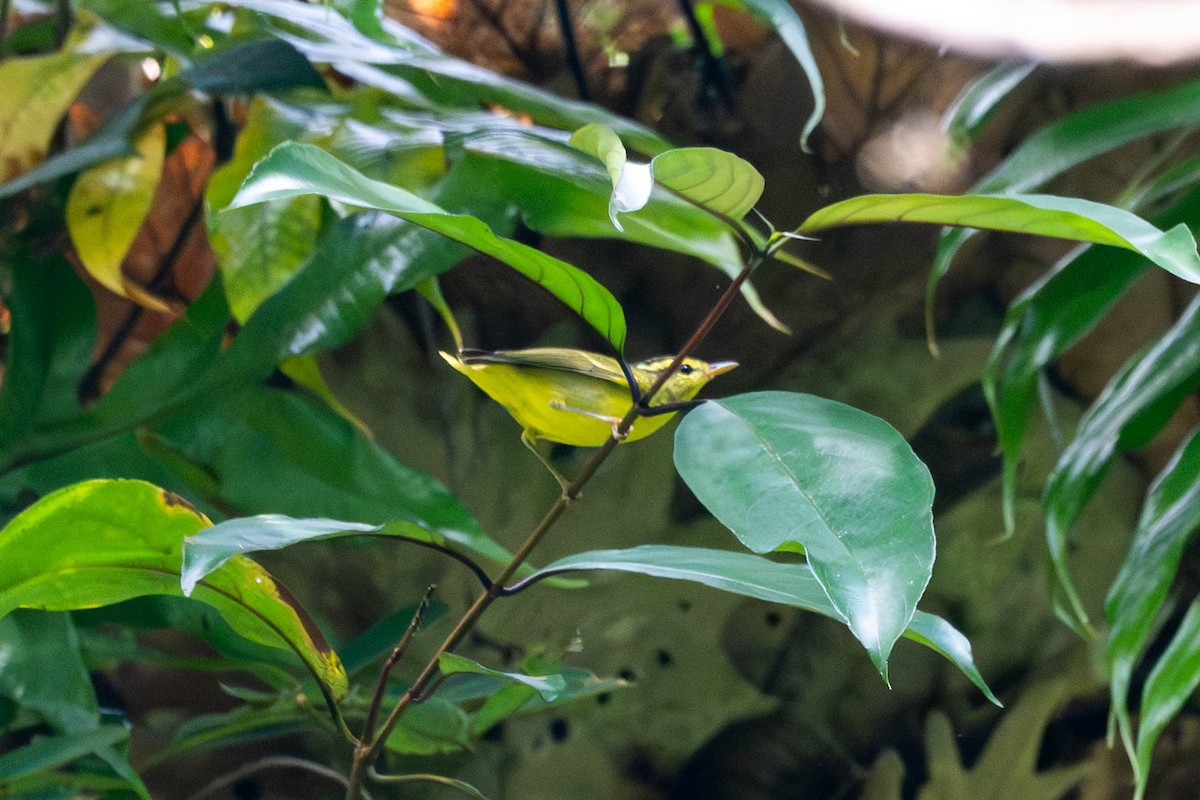 budníček sírožlutý - ML646609835