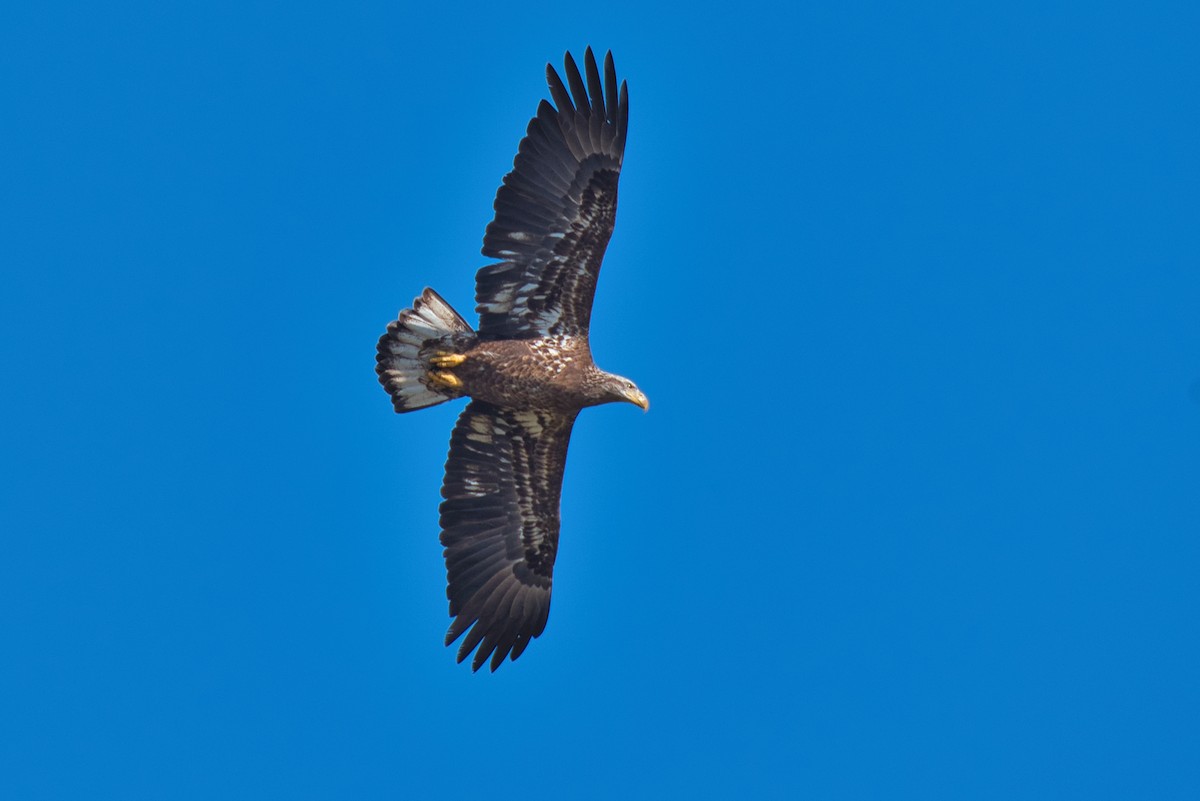 עיטם לבן-ראש - ML646609836