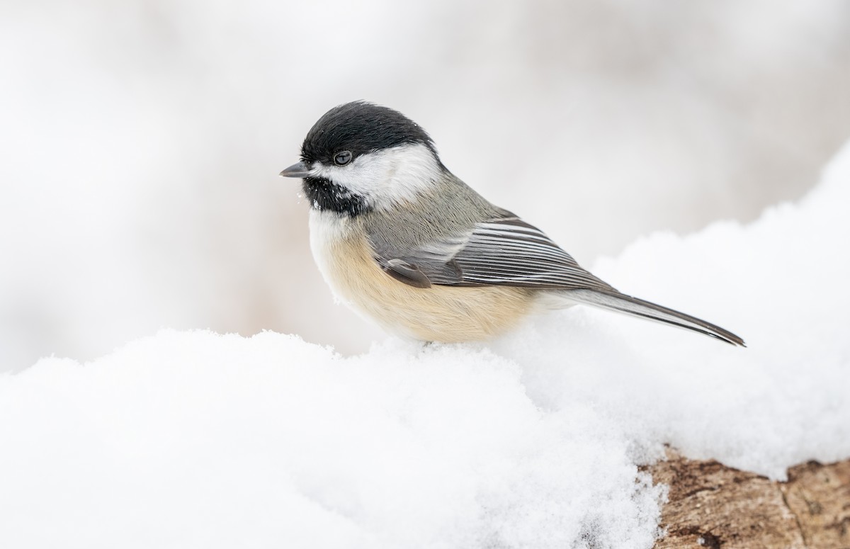 sýkora černohlavá - ML646609846