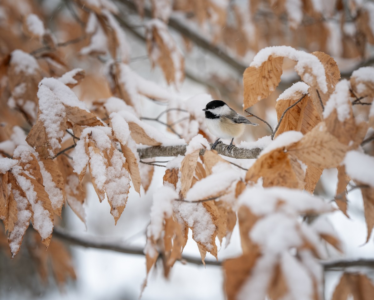 sýkora černohlavá - ML646609847