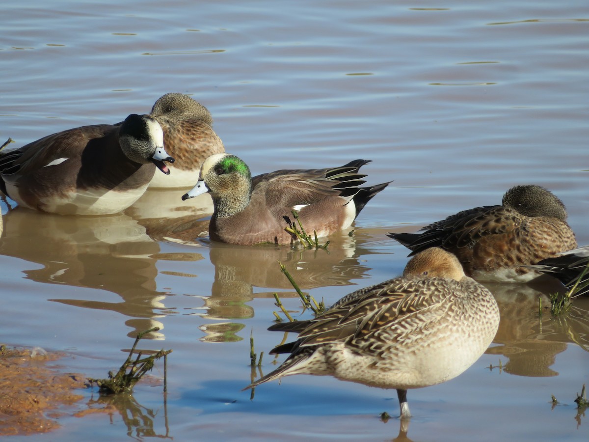 American Wigeon - ML646609848