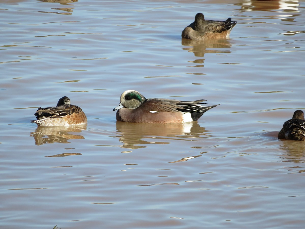American Wigeon - ML646609849