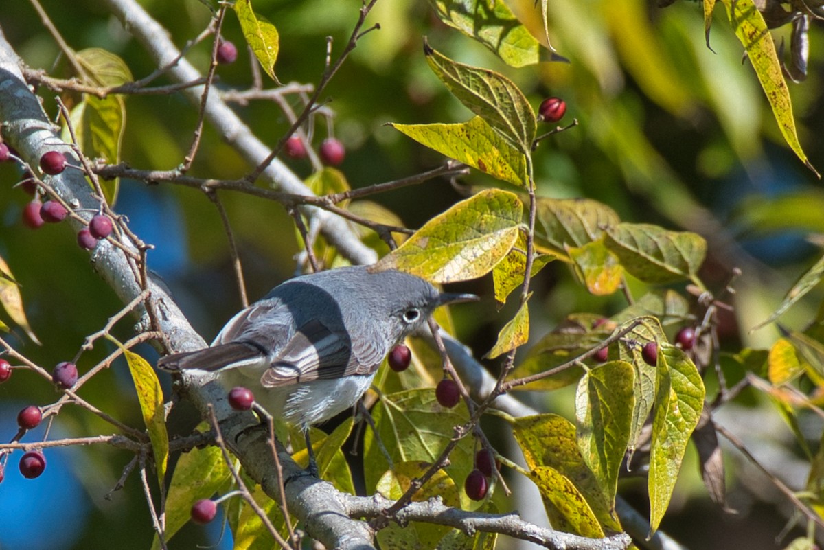 ברחשית כחלחלה - ML646609854