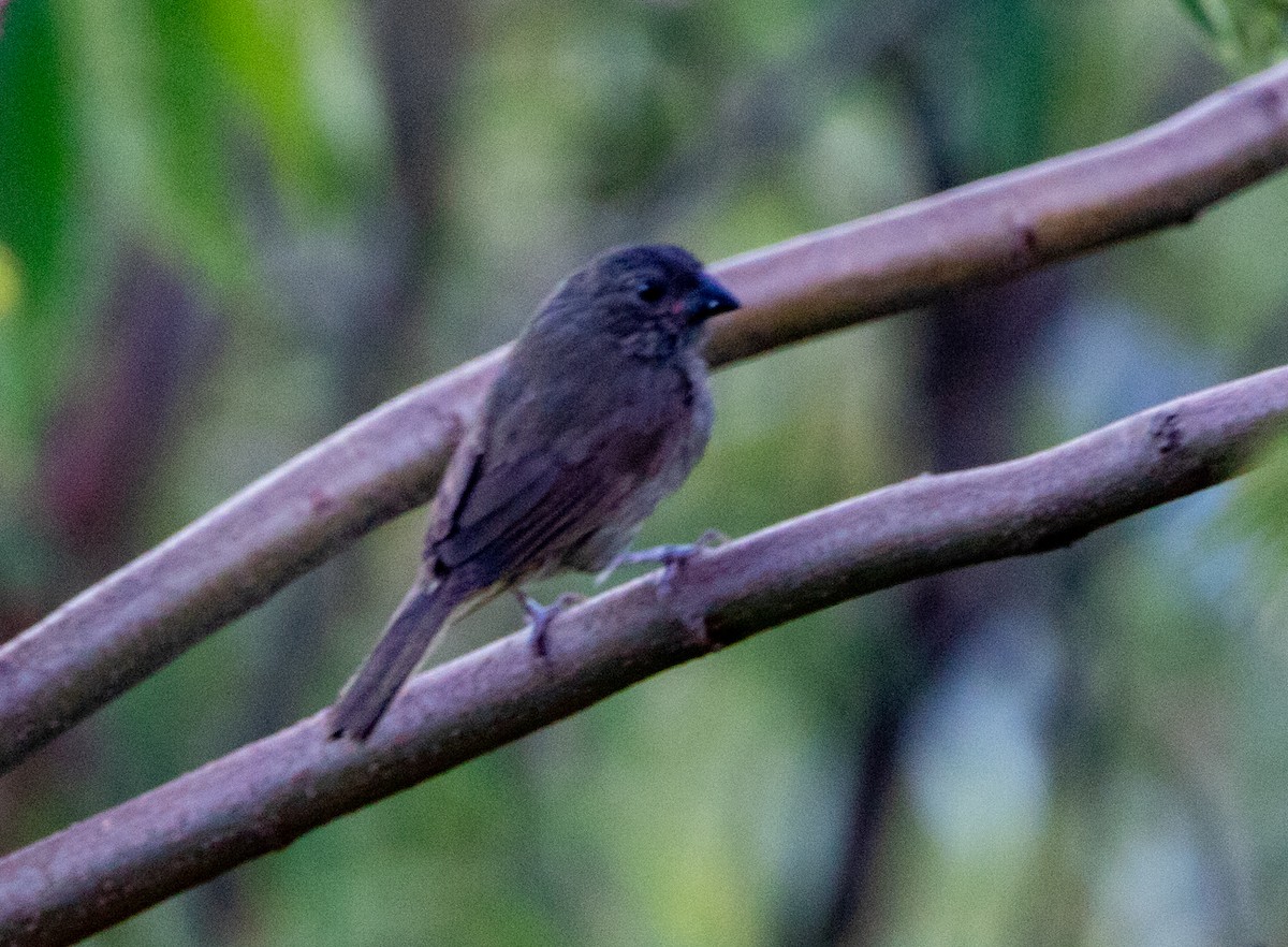 ウスズミコメワリ - ML646609855