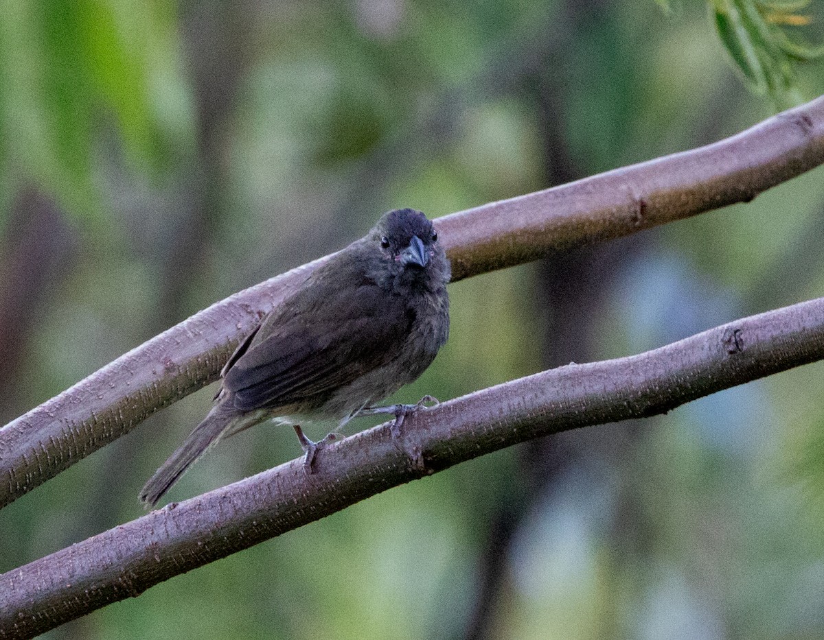 ウスズミコメワリ - ML646609856