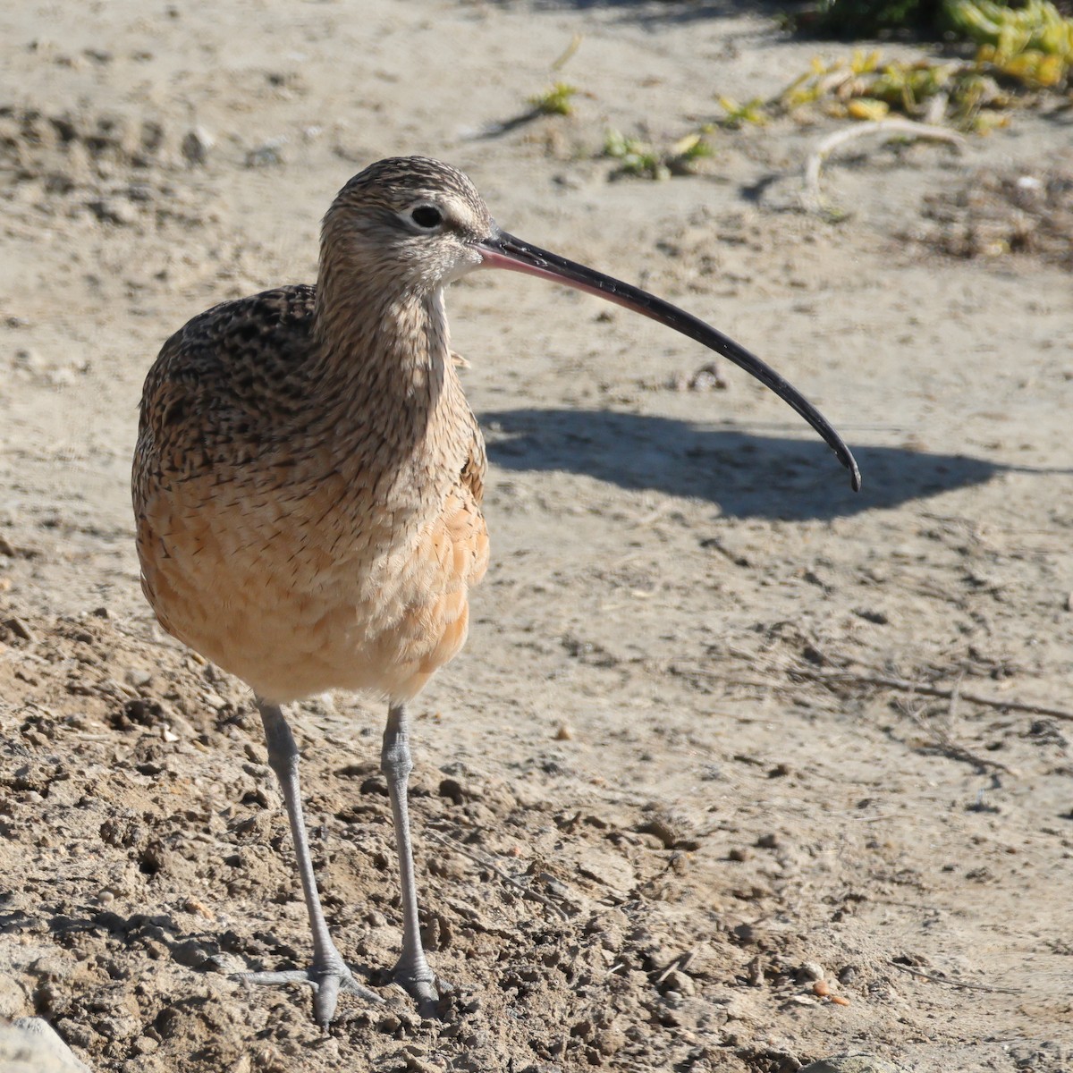 アメリカダイシャクシギ - ML646609861