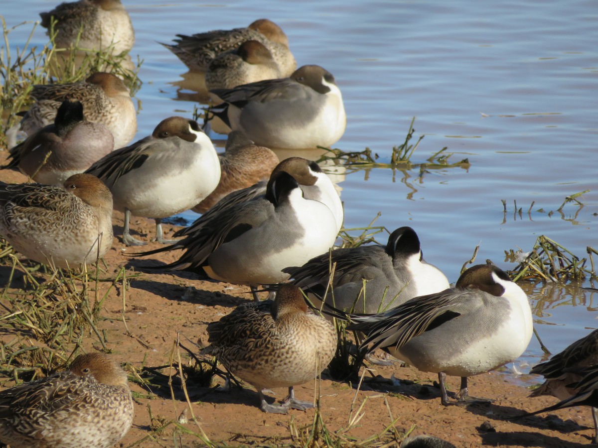 Northern Pintail - ML646609862
