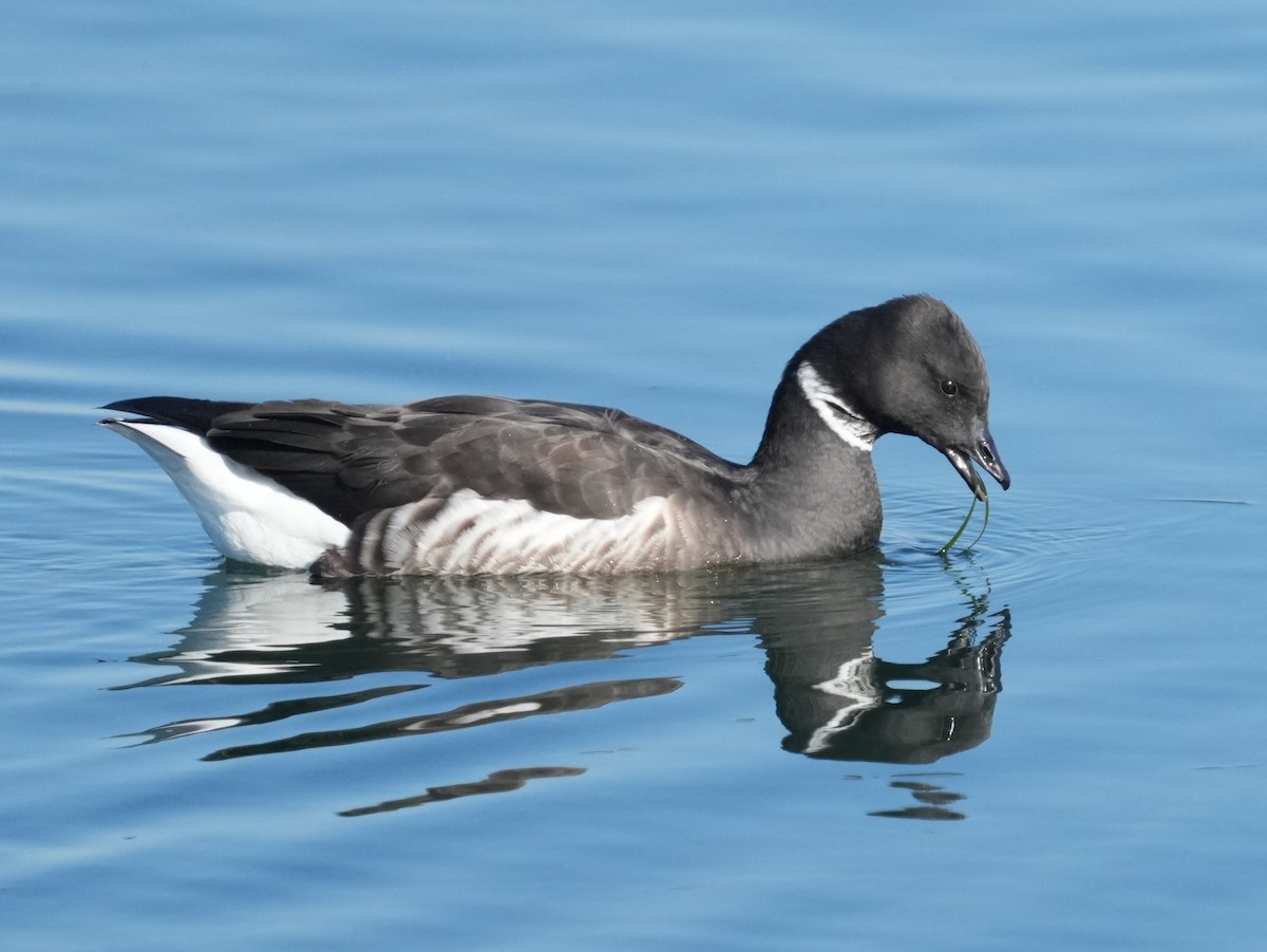 berneška tmavá - ML646609864