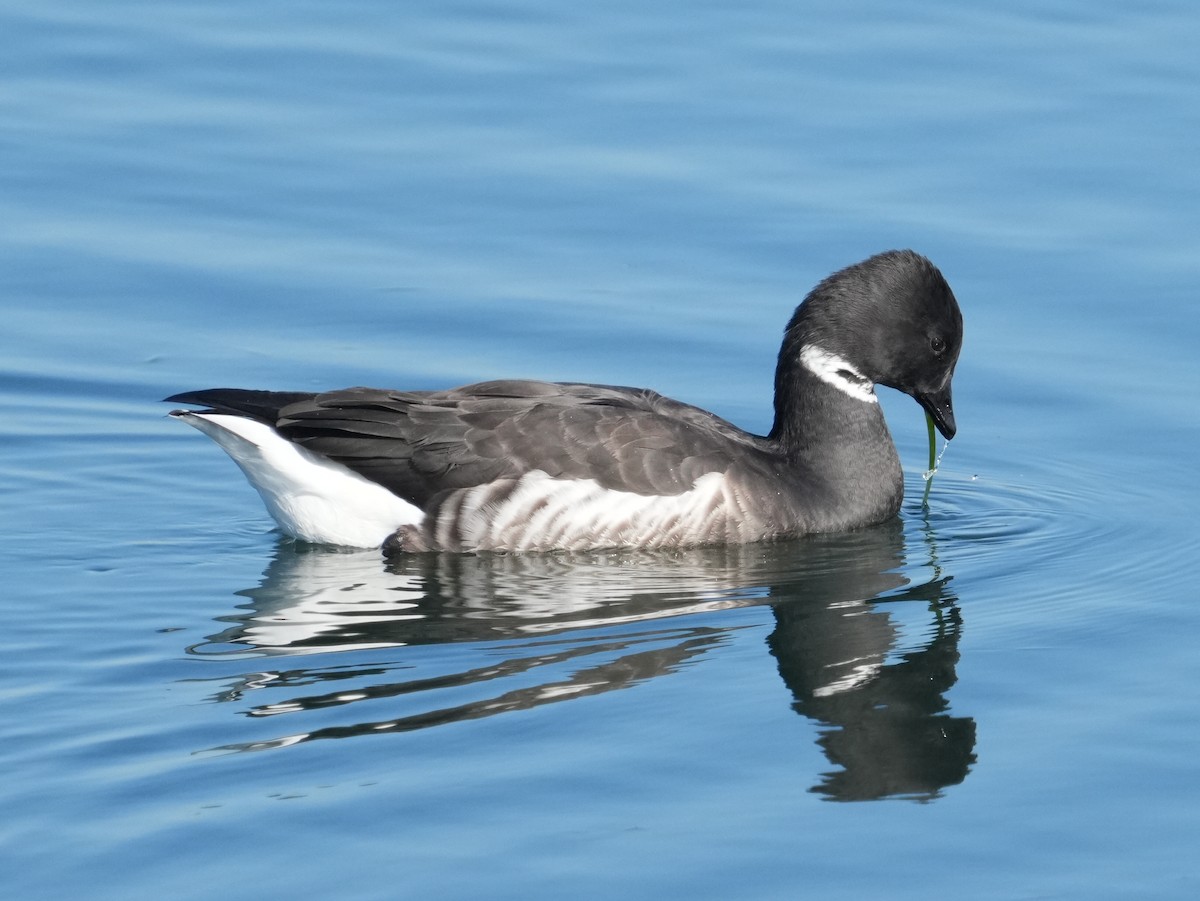 berneška tmavá - ML646609865