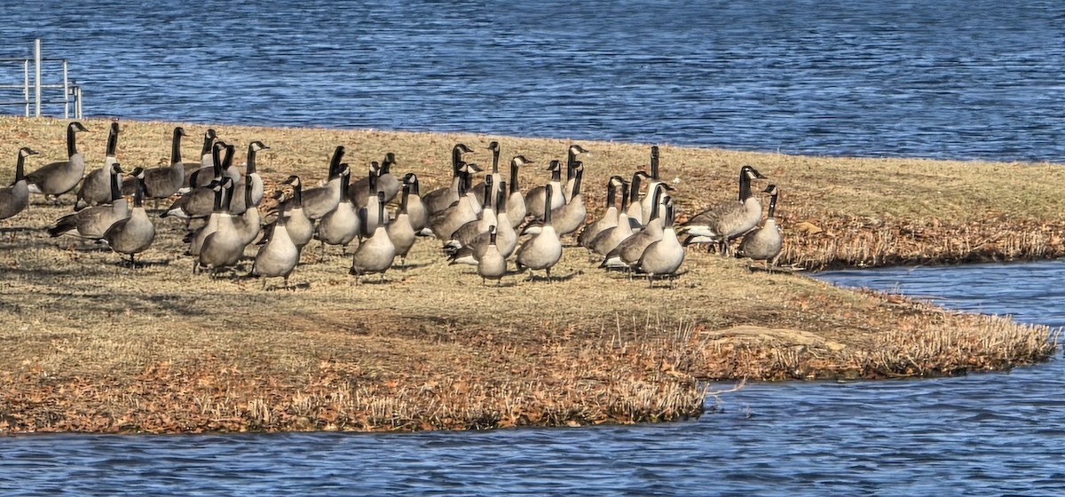 小加拿大雁 - ML646609866