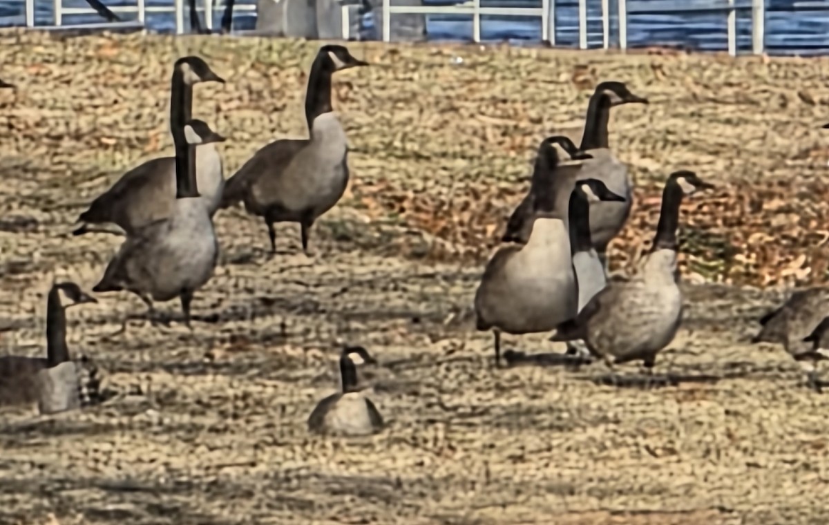 小加拿大雁 - ML646609867