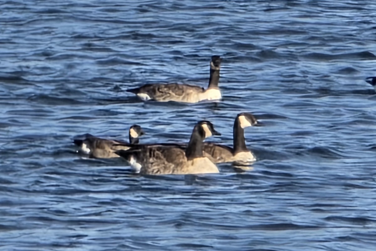 小加拿大雁 - ML646609868