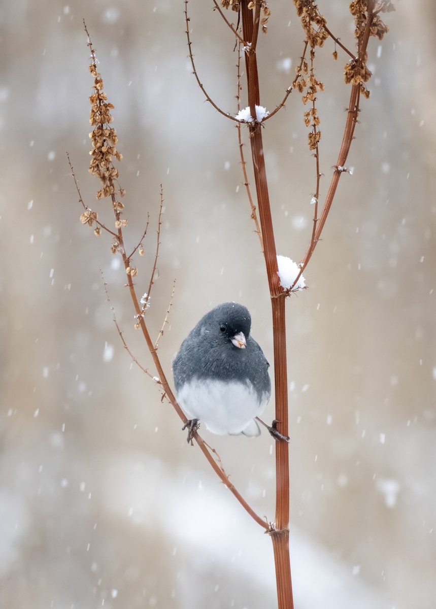 strnadec zimní - ML646609869