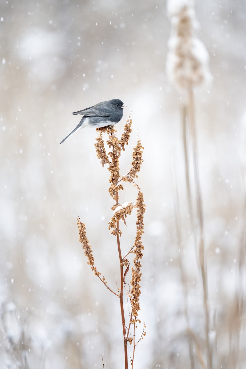 strnadec zimní - ML646609870