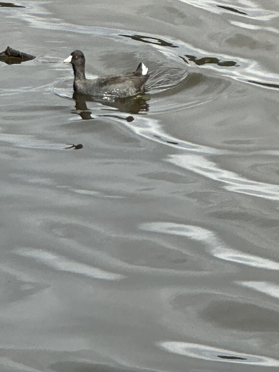 American Coot - ML646609871