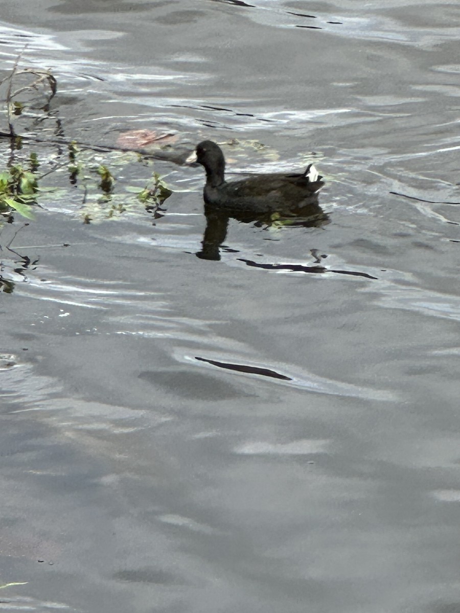 American Coot - ML646609872