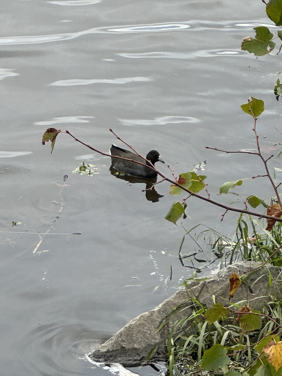 American Coot - ML646609873
