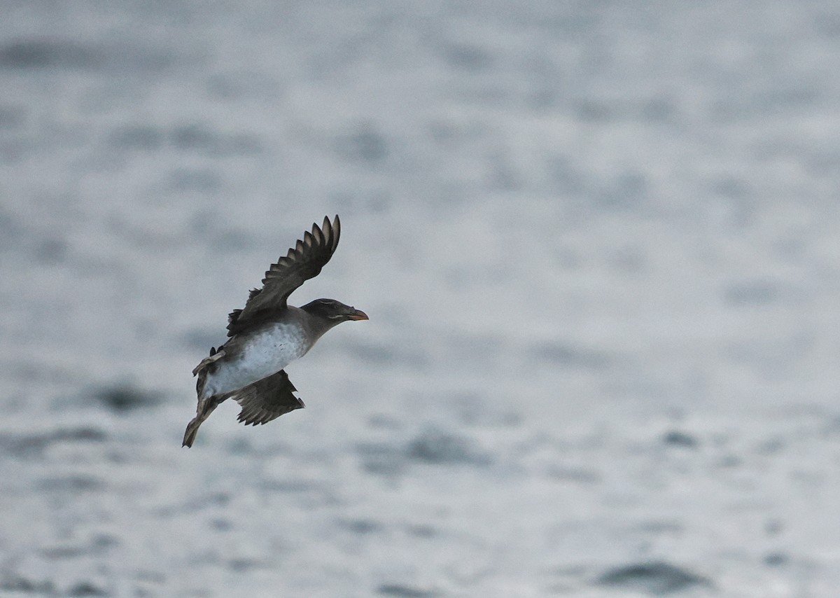 Rhinoceros Auklet - ML646609875