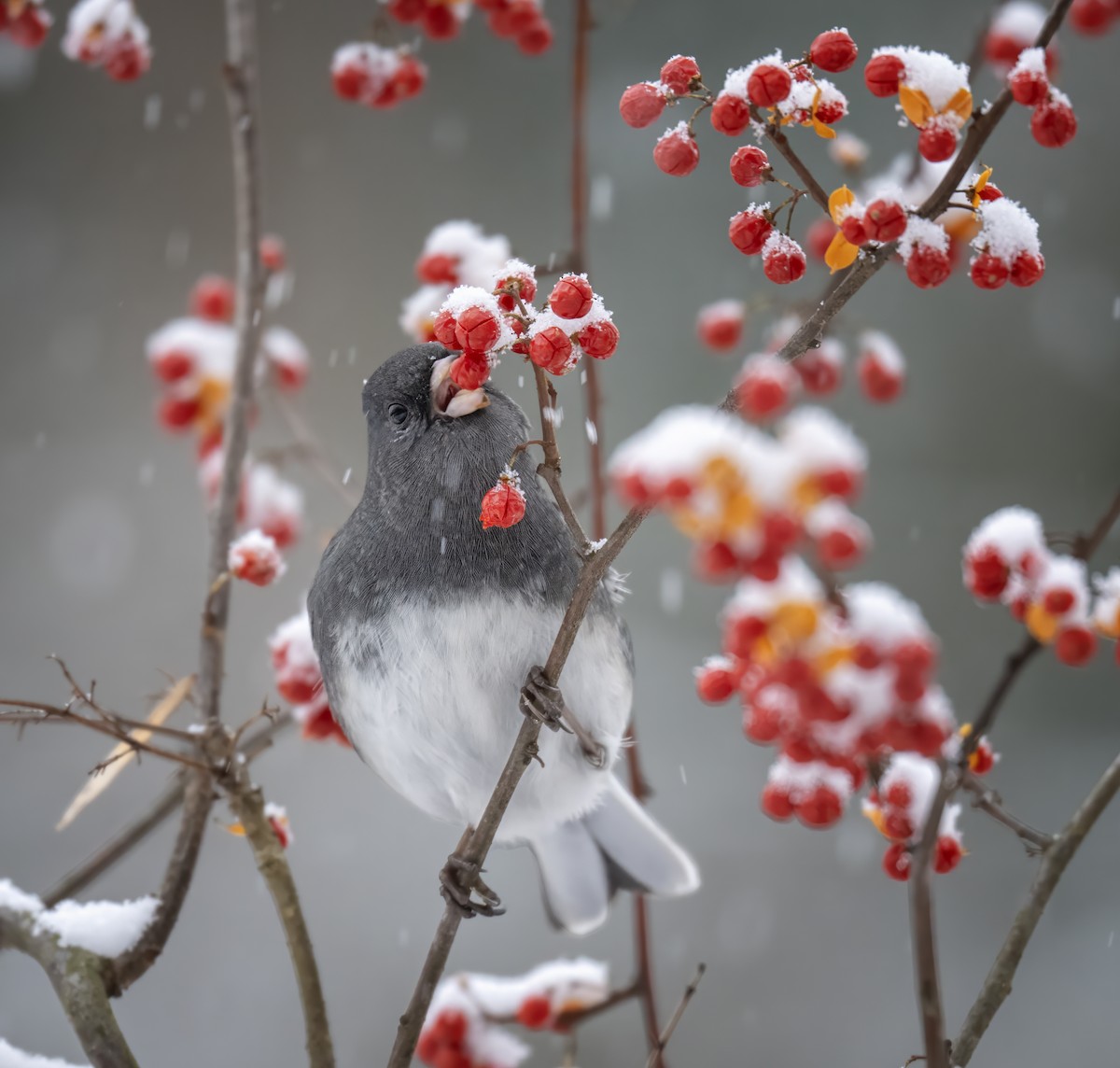 strnadec zimní - ML646609877