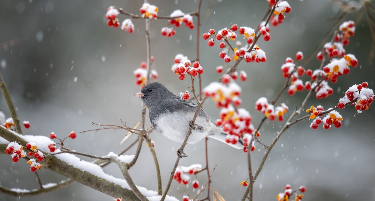 strnadec zimní - ML646609878