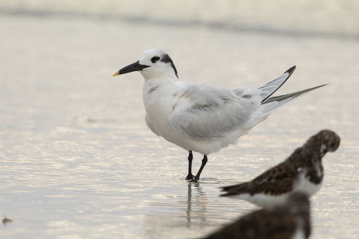 שחפית שחורת-מקור - ML646609881
