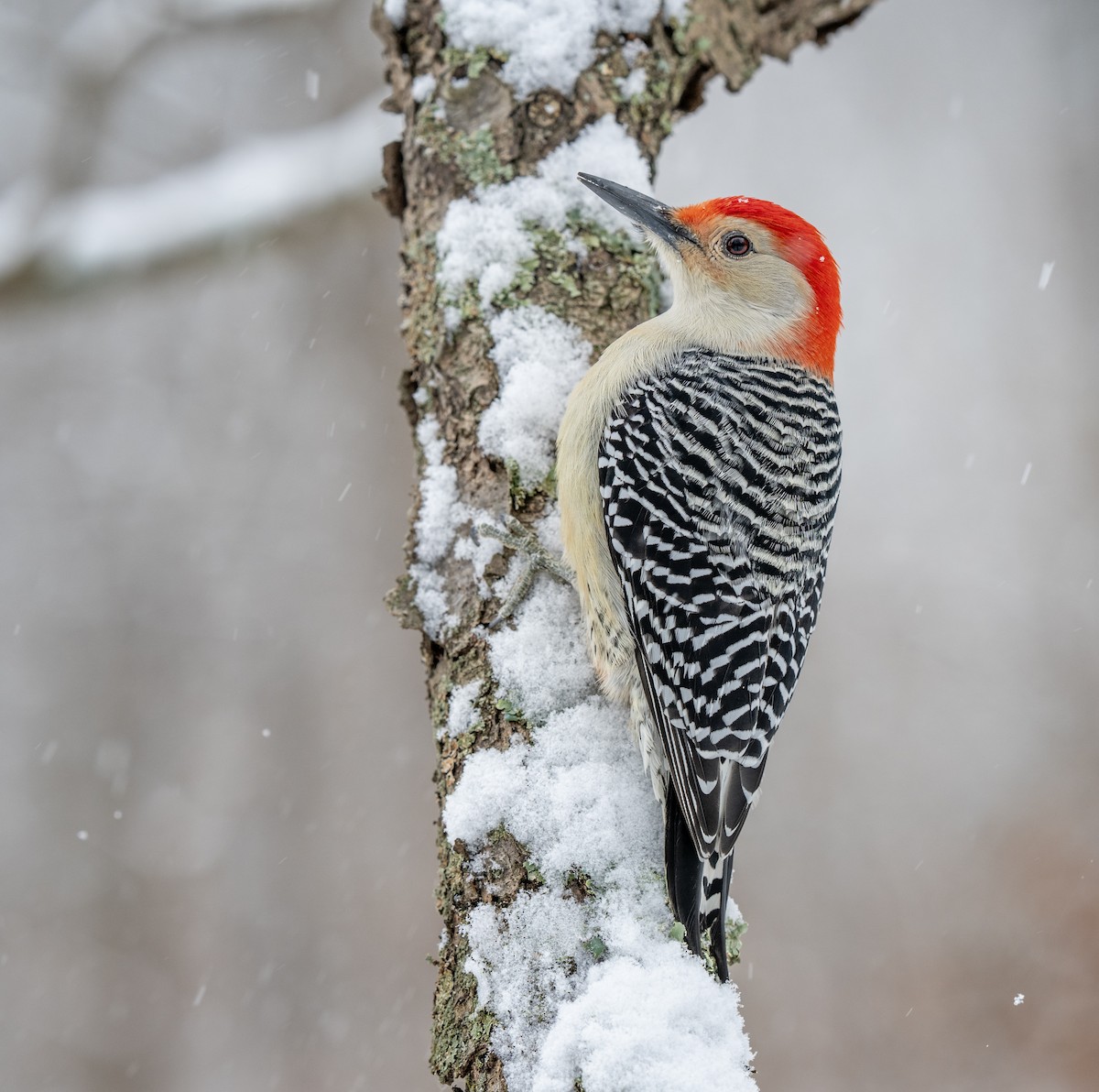 datel karolínský - ML646609883