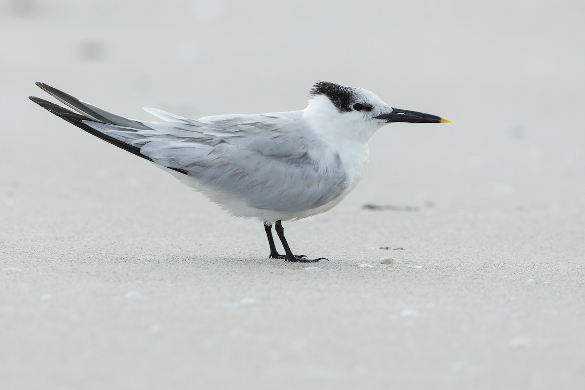 שחפית שחורת-מקור - ML646609884