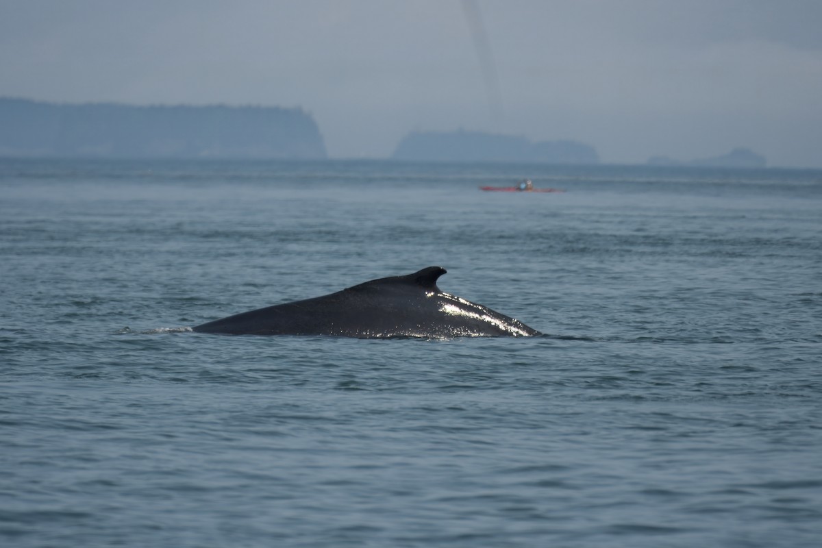 North Atlantic Minke Whale - ML646609885