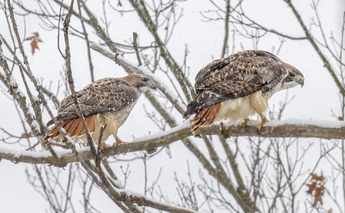 káně rudochvostá - ML646609888