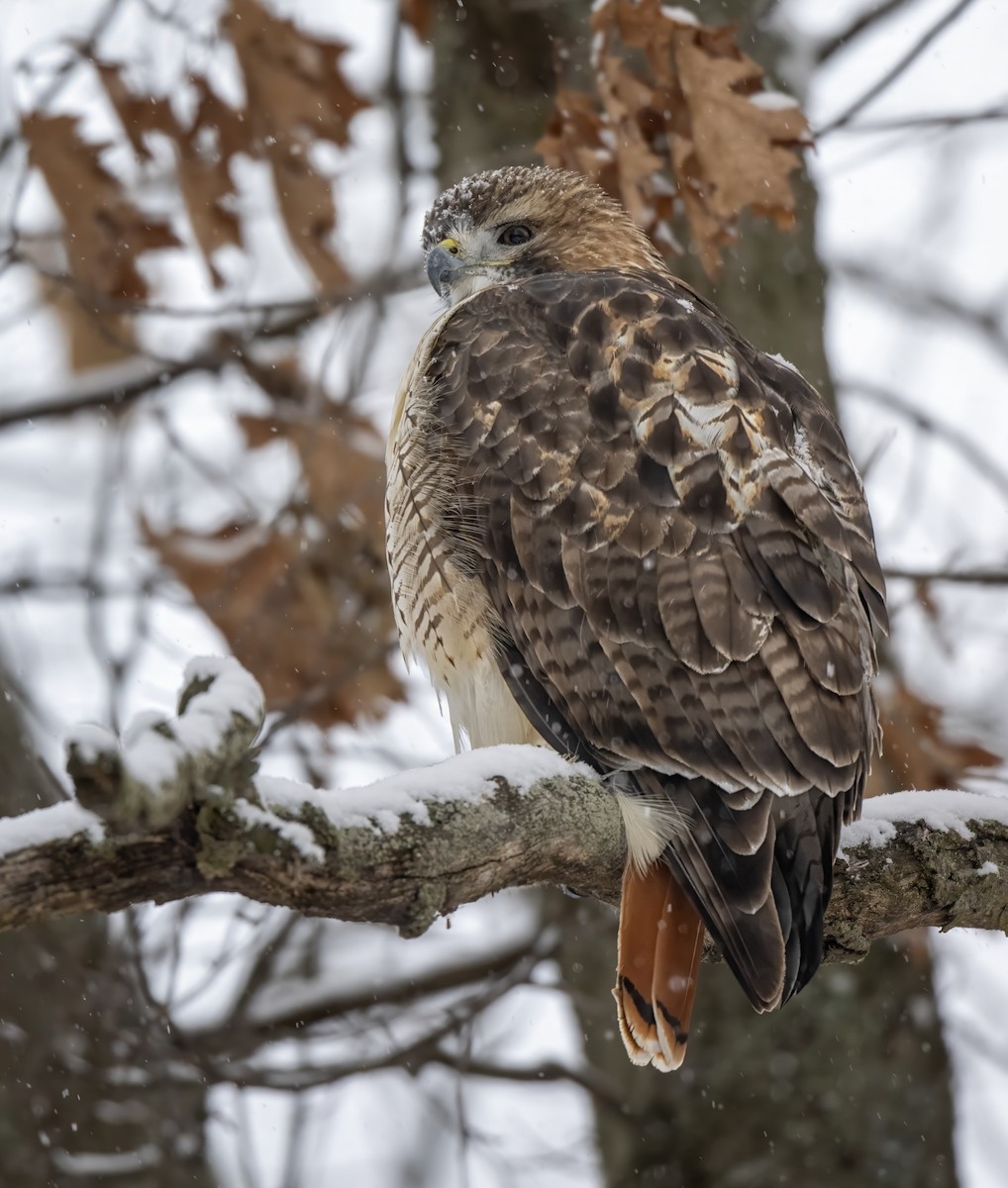 káně rudochvostá - ML646609889