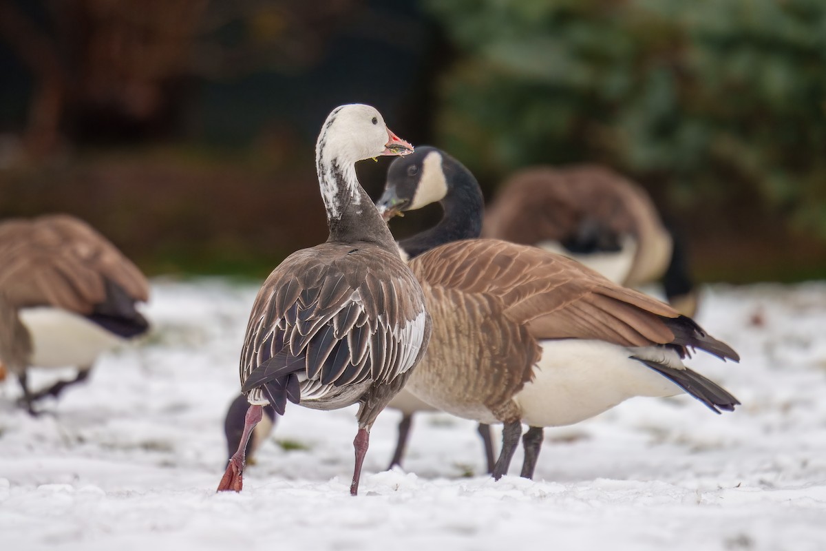 Snow Goose - ML646609890