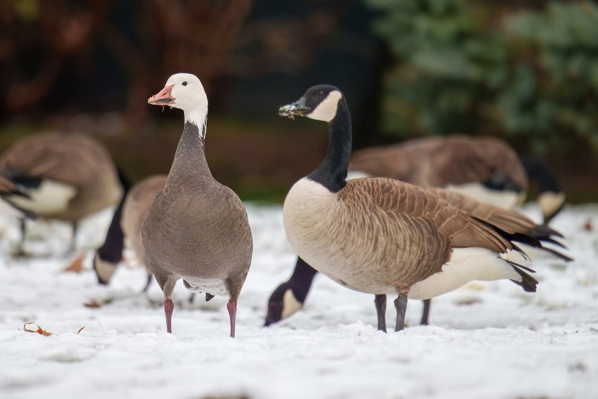 Snow Goose - ML646609892