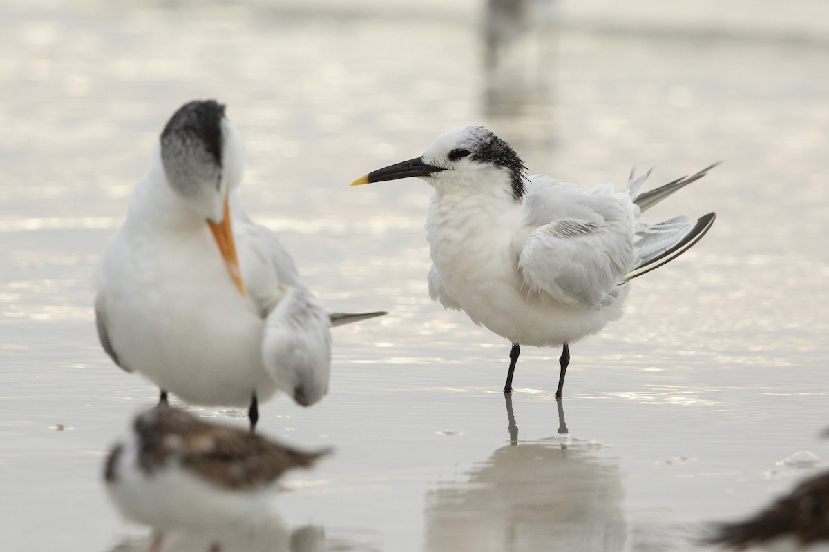 שחפית שחורת-מקור - ML646609894